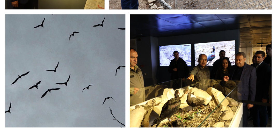 Kelaynak Kuşlarının Doğaya Salınma Programı Gerçekleştirildi