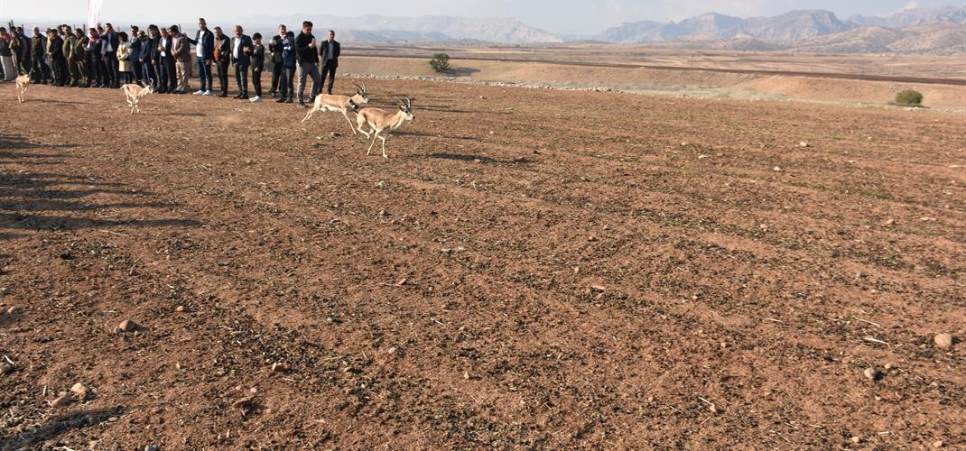 Cudi Dağı’nda Ceylan Sayısı Hızla Artıyor