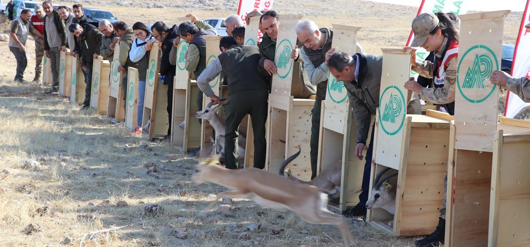 Şanlıurfa'nın Dağlarında Ceylanlar Geziyor