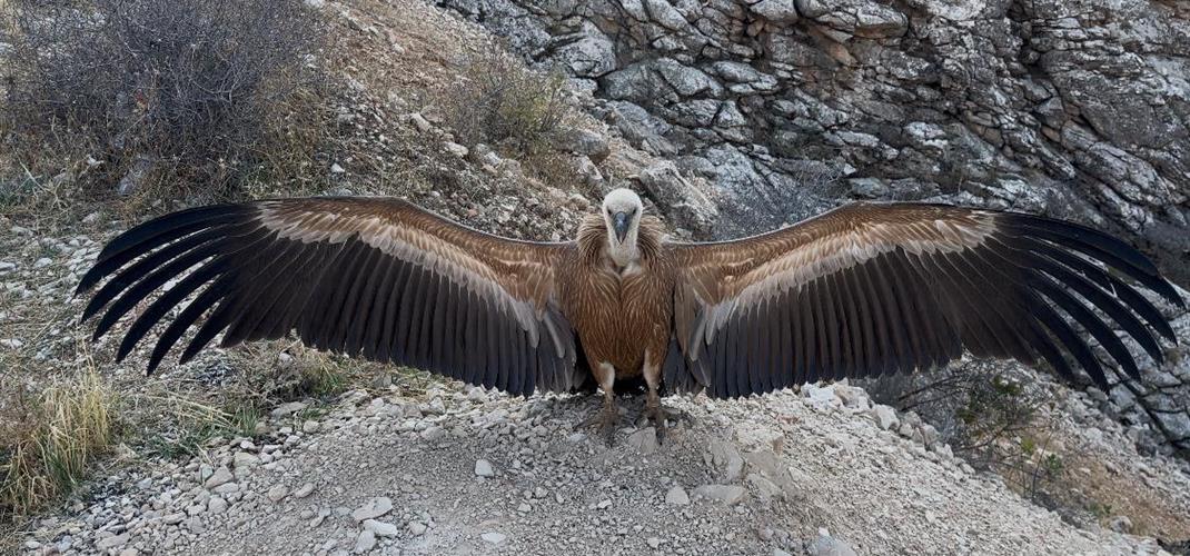 Kızıl Akbaba Tedavi Sürecinin Ardından Tekrar Gökyüzünde